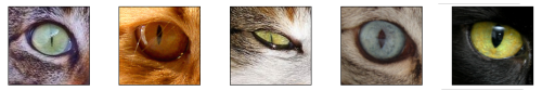 eyes 猫の目